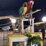 Χαλκιδική: Έκοψε τα φτερά παπαγάλων για να τους φωτογραφίζει με περαστικούς – Πρόστιμο 20.000 ευρώ​